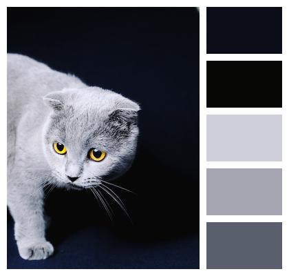 Blue Cat Cat Pet Image